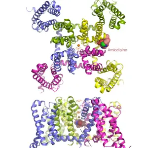 1747209110_Cardiovascular Drugs.webp